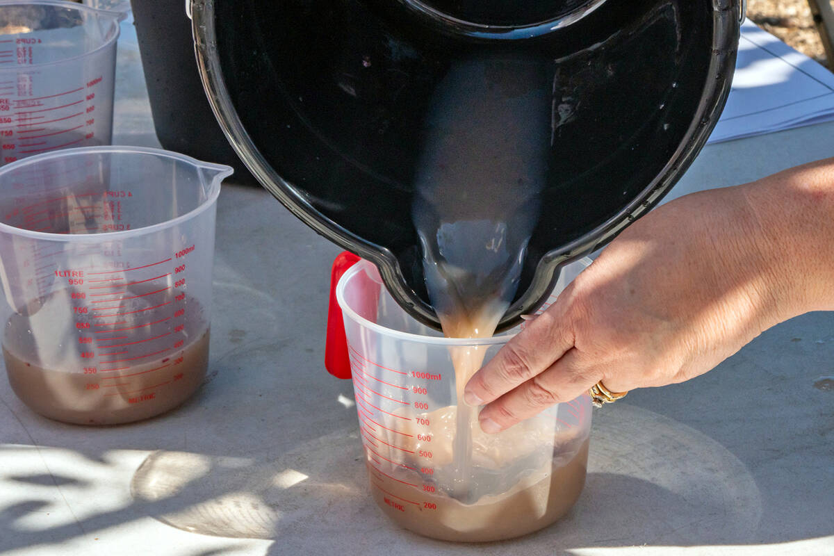 John Clausen/Pahrump Valley Times The goal of the Grape Stomp competition is to extract as much ...