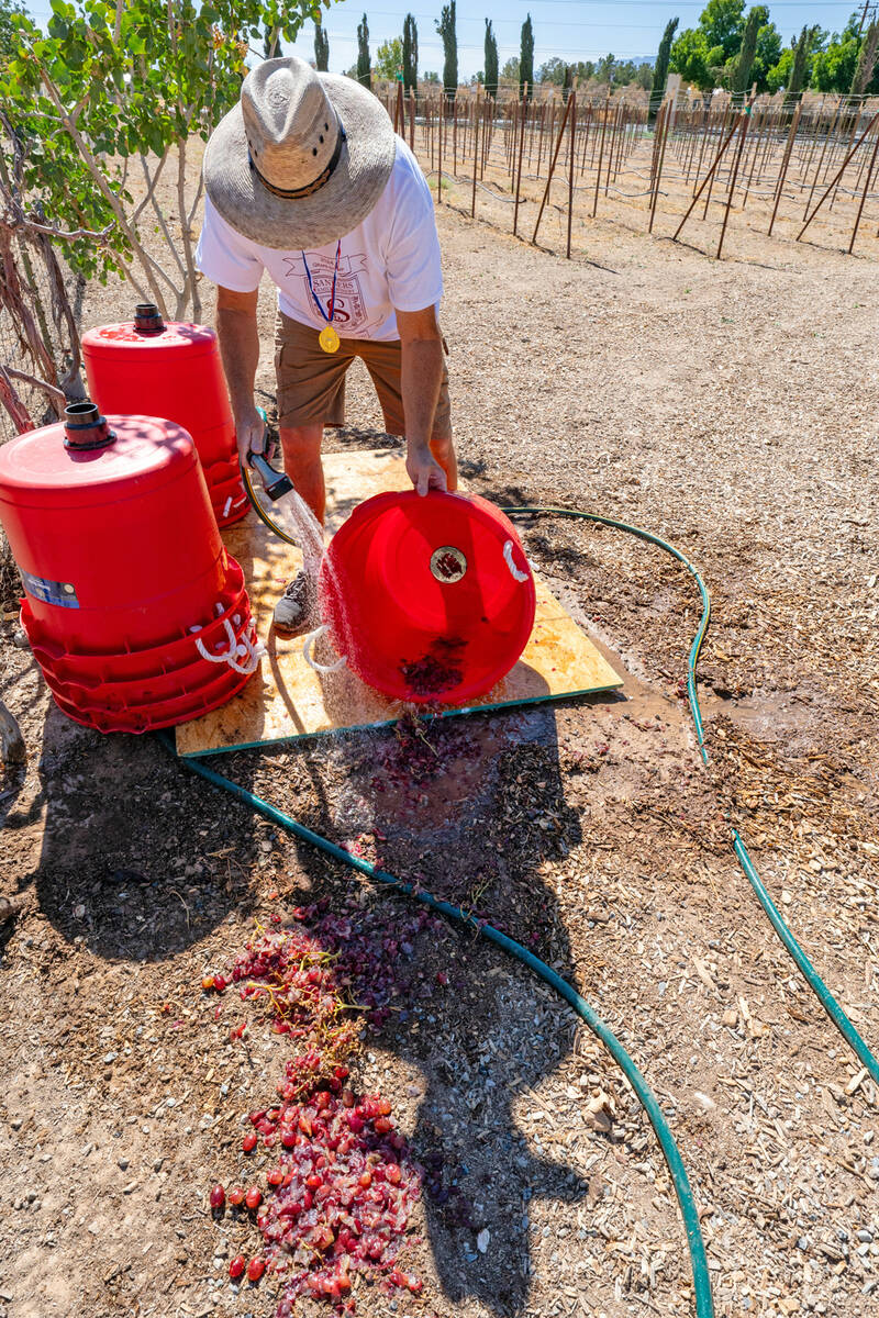 John Clausen/Pahrump Valley Times The Grape Stomp may be fun and games but it requires quite a ...