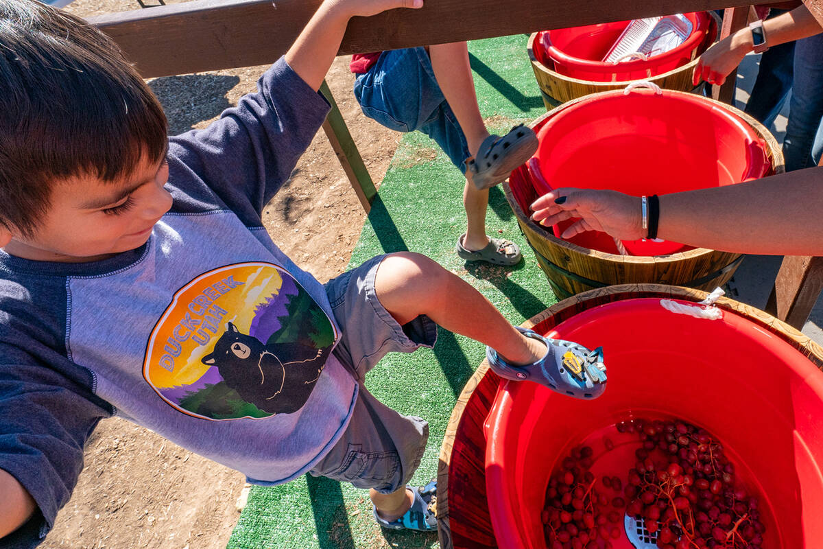 John Clausen/Pahrump Valley Times The Grape Stomp made a successful return after several years ...