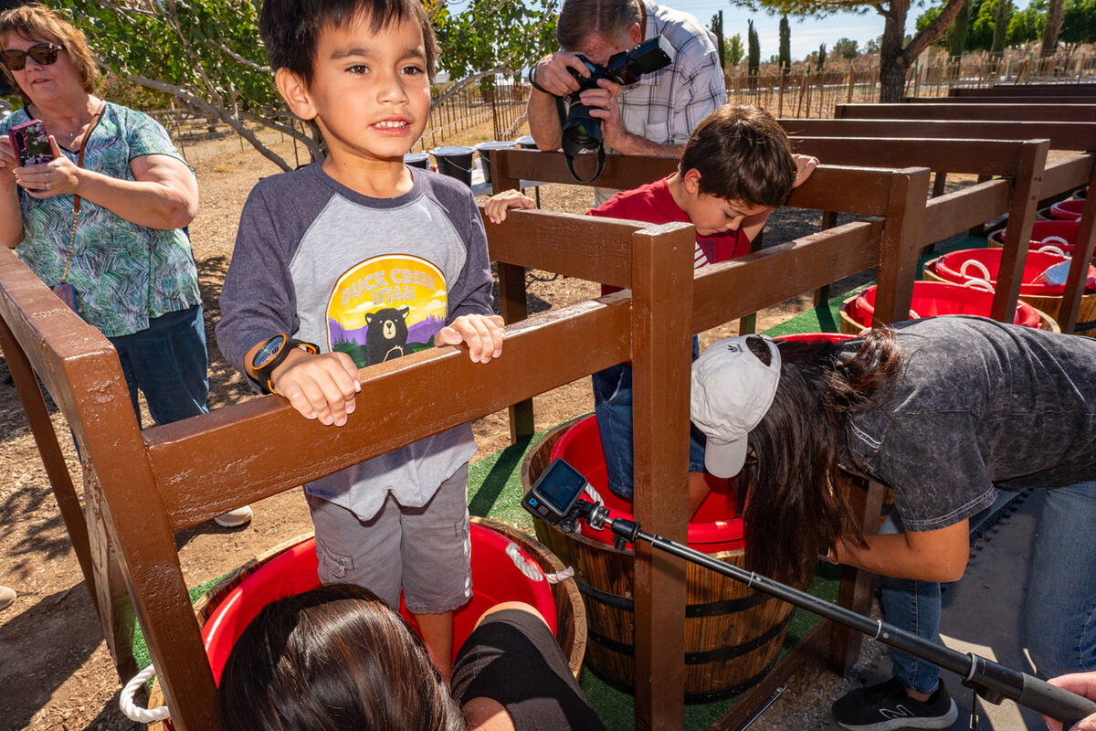 John Clausen/Pahrump Valley Times The 2024 Grape Stomp attracted a sizable crowd throughout Oct ...