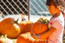 John Clausen/Pahrump Valley Times The 15th Annual Pumpkin Days took place Oct. 24-27, with all ...