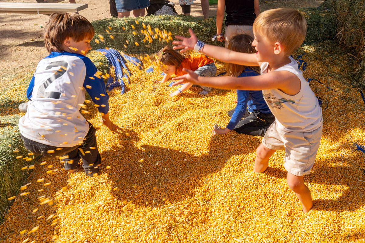 John Clausen/Pahrump Valley Times Kernels of corn fly through the air as youngsters play in the ...