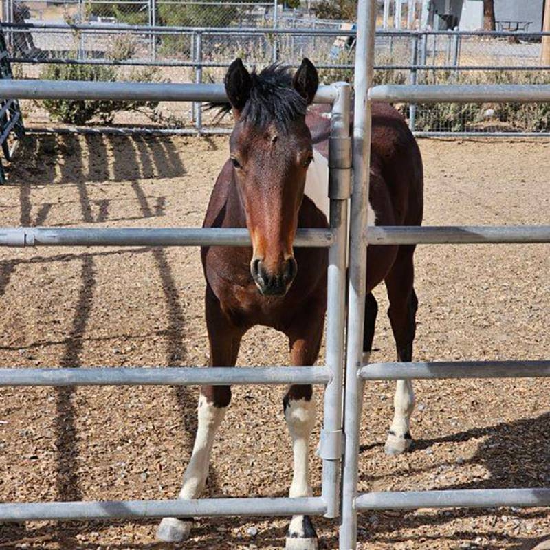 Special to the Pahrump Valley Times Fred's Fancy Dancer has become something of a mascot for So ...