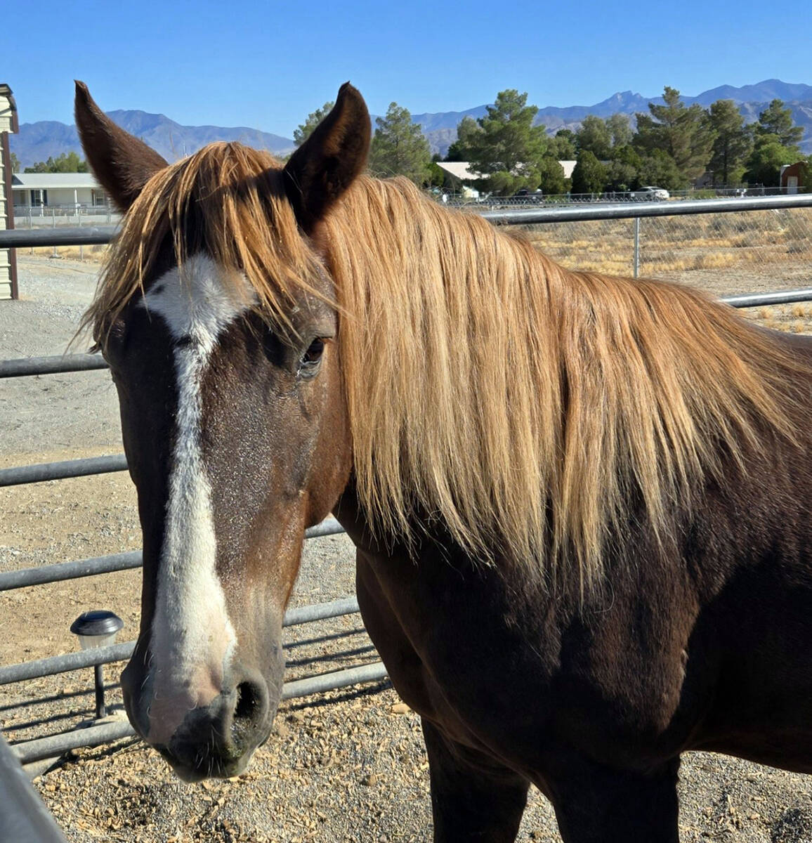 Special to the Pahrump Valley Times Liam, the rear stallion of the former Calvada Eye herd, is ...