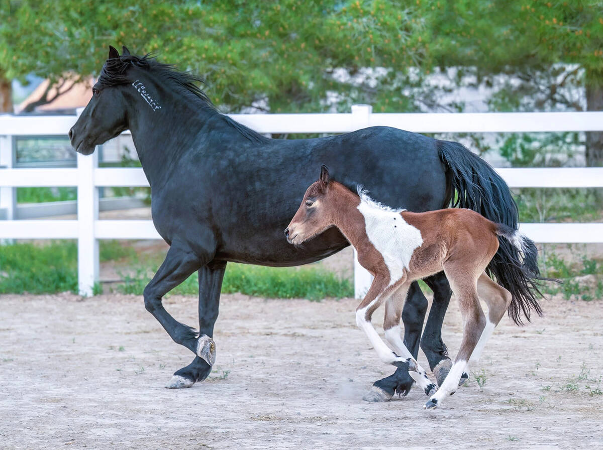 Special to the Pahrump Valley Times Majestic Moonshine and Fred's Fancy Dancer are two of the 1 ...