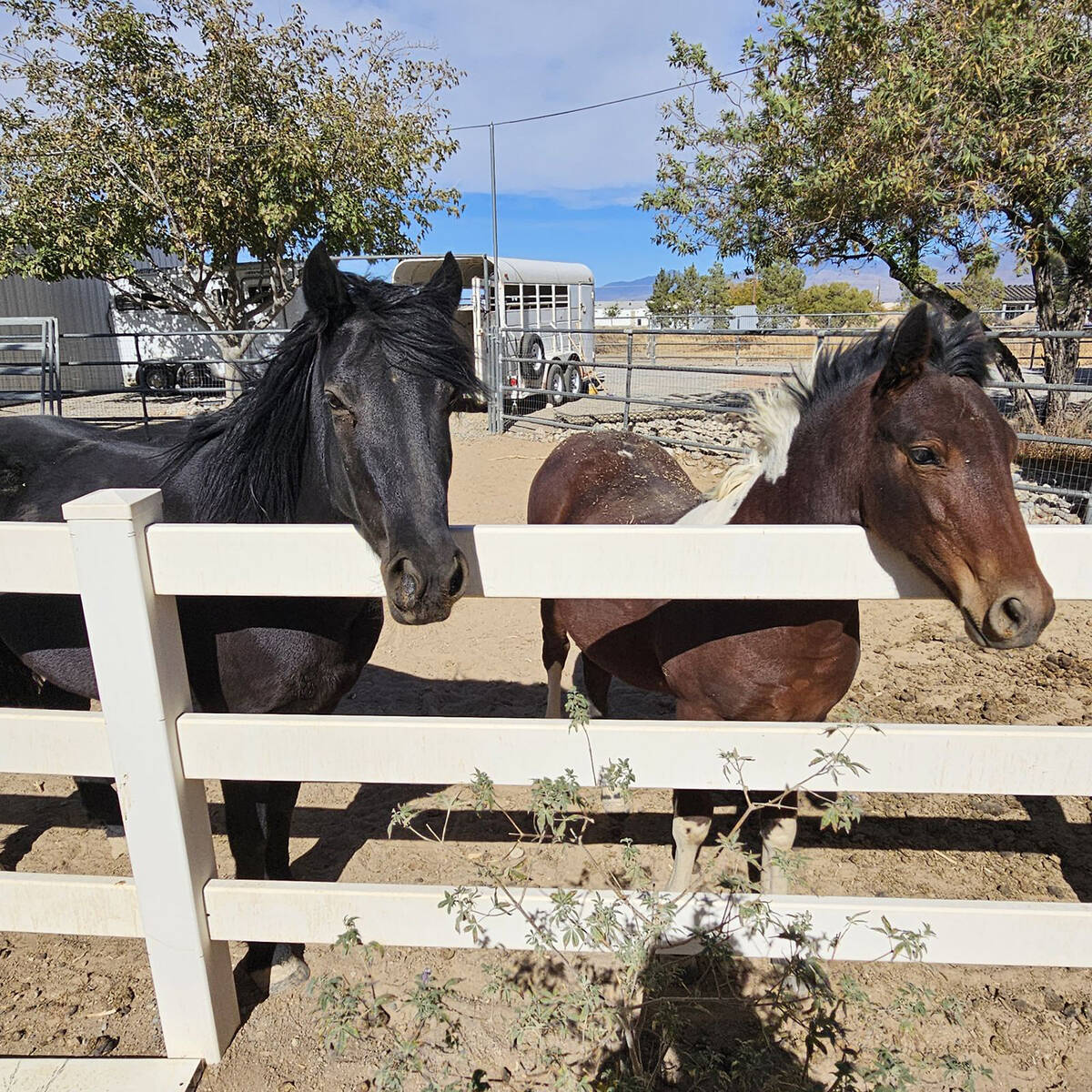 Special to the Pahrump Valley Times Majestic Moonshine and filly Fred's Fancy Dancer are living ...