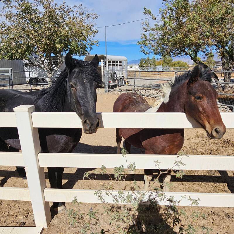 Special to the Pahrump Valley Times Majestic Moonshine and filly Fred's Fancy Dancer are living ...