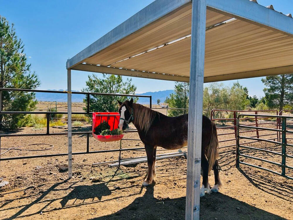 Special to the Pahrump Valley Times Storm was formerly the lead stallion of the Calvada Eye her ...