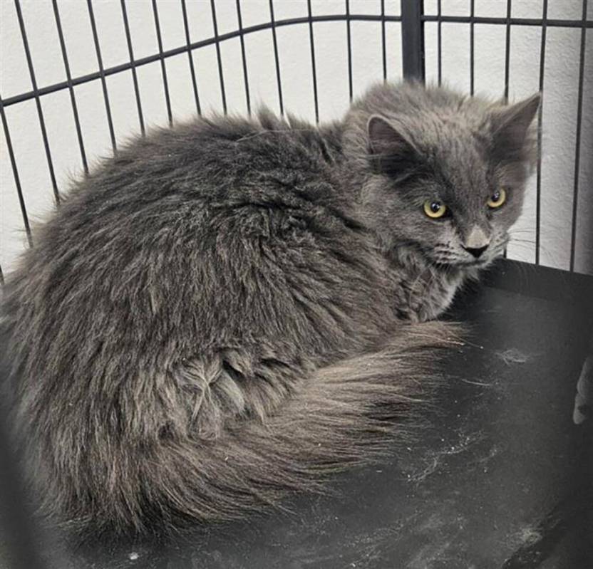 Nye County Animal Shelter Asher is a male cat aged about 1 year and 2 months.