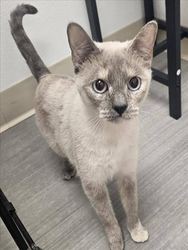 Nye County Animal Shelter Jasmine is a female cat aged about 1 year and 10 months.