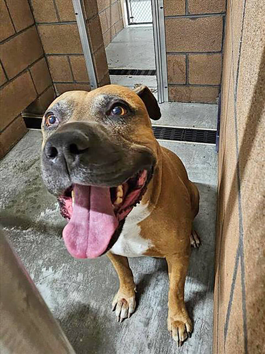 Nye County Animal Shelter Max is a 7-year-old male boxer mix.