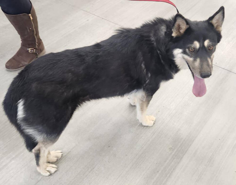 Nye County Animal Shelter Nina is a 1 1/2-year-old female Alaskan husky.