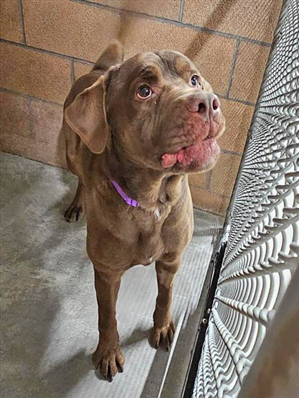 Nye County Animal Shelter Scooby is a 3-year-old male labrador retriever mix.