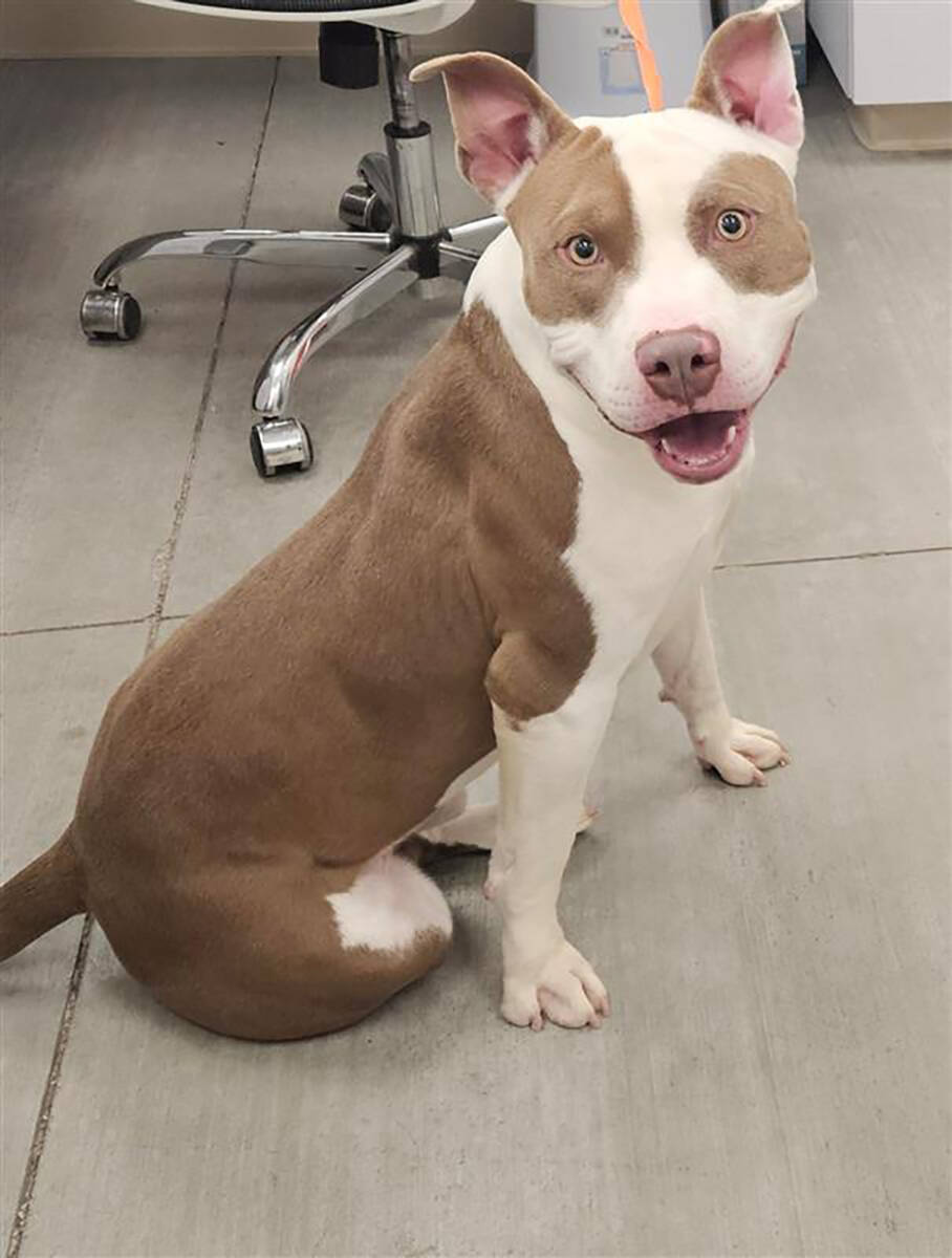 Nye County Animal Shelter Timberlake is a 1-year-old male pit bull terrier.