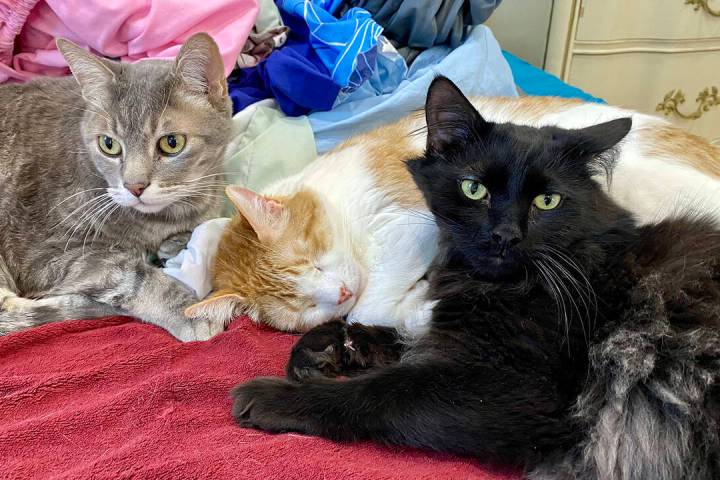 Robin Hebrock/Pahrump Valley Times Nye County Code Title 6 regulates animals within the county, ...