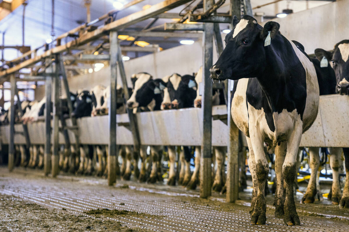 Cows are milked twice daily with the process continuing all day long do to the thousands of hea ...