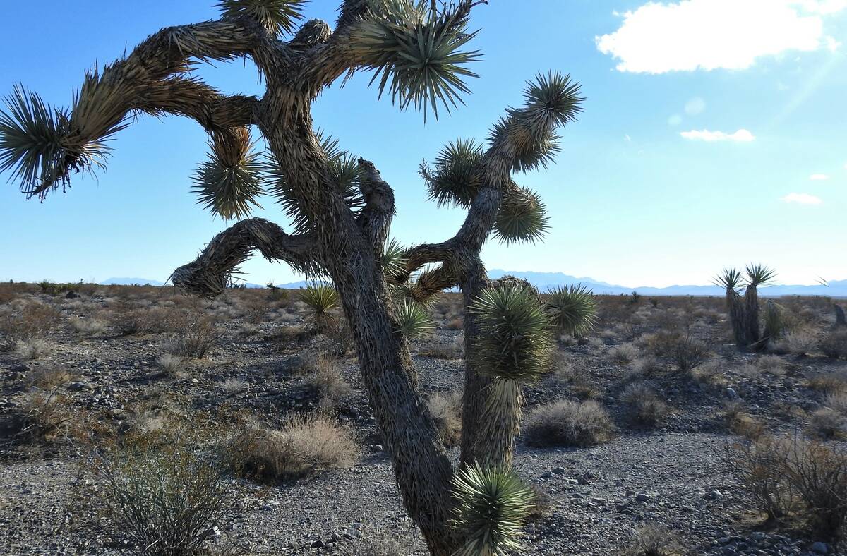 Basin and Range Watch The proposed site for the Rough Hat Clark Solar Project is 2,430 acres of ...