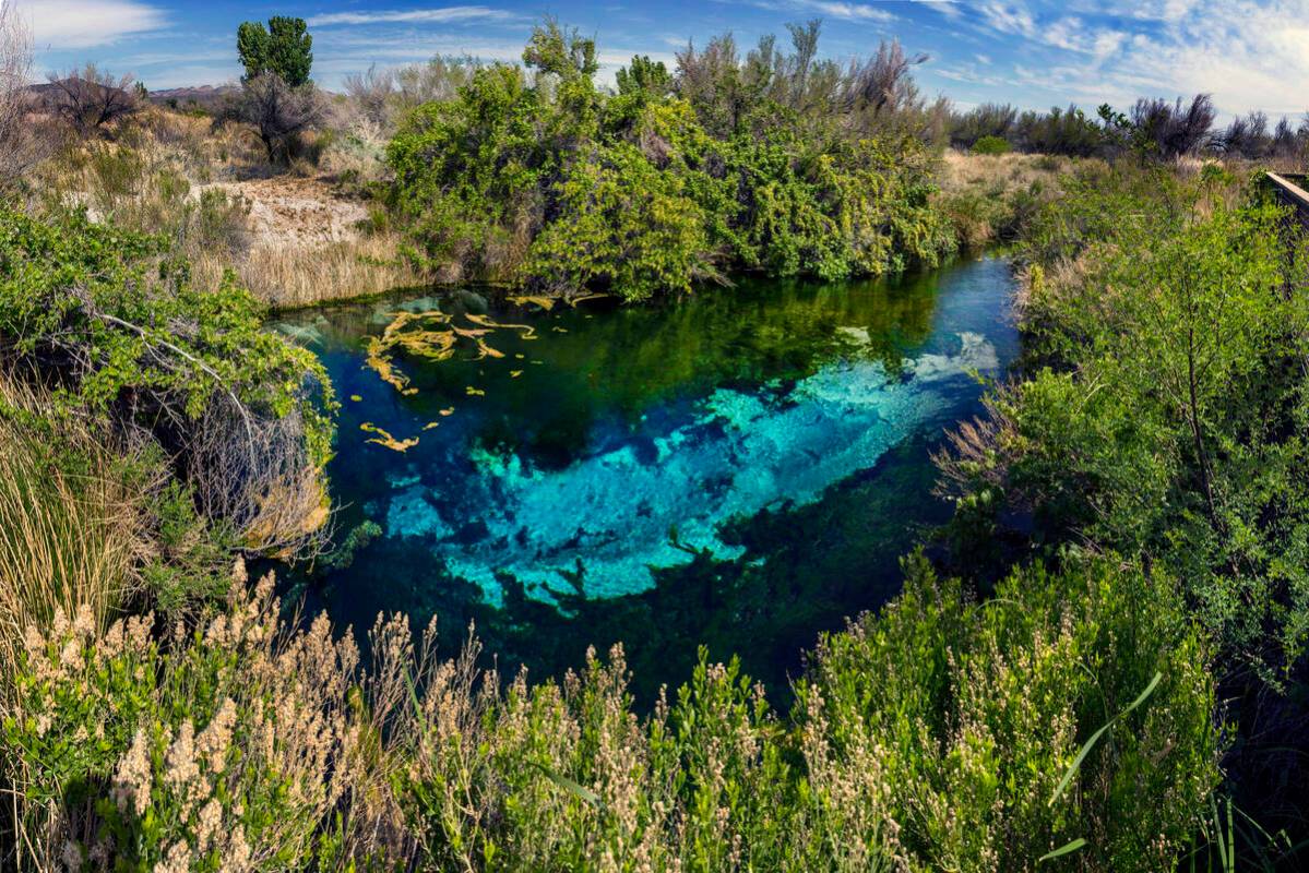 The blue pool teeming with wildlife and greenery along the Crystal Spring as it winds its way a ...