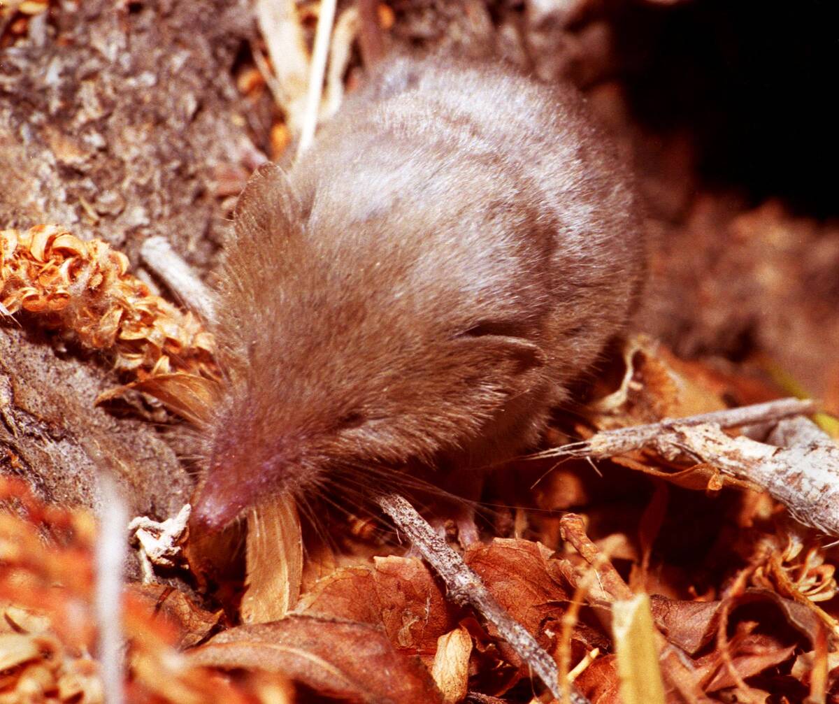 Richard Stephens/Special to the Pahrump Valley Times Shrews are tiny creatures that have such a ...