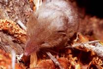 Richard Stephens/Special to the Pahrump Valley Times Shrews are tiny creatures that have such a ...