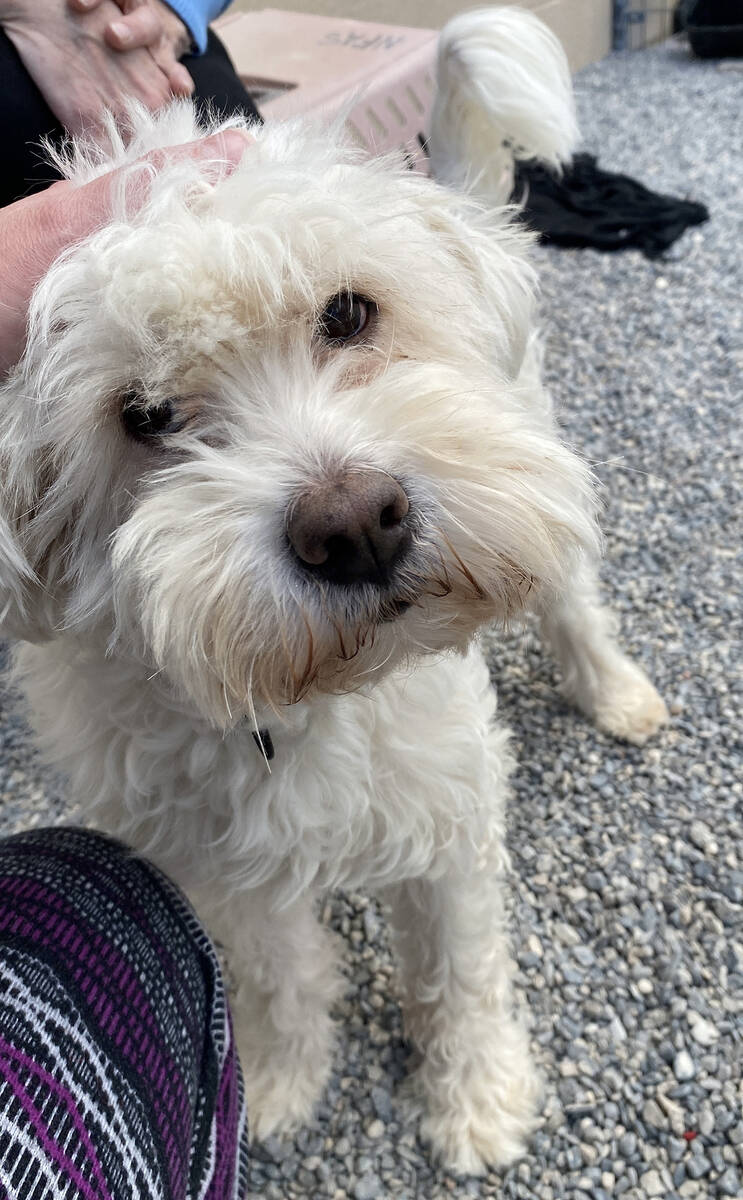 Robin Hebrock/Pahrump Valley Times Rocket is a 5-year-old male Maltese mix who just loves to ha ...