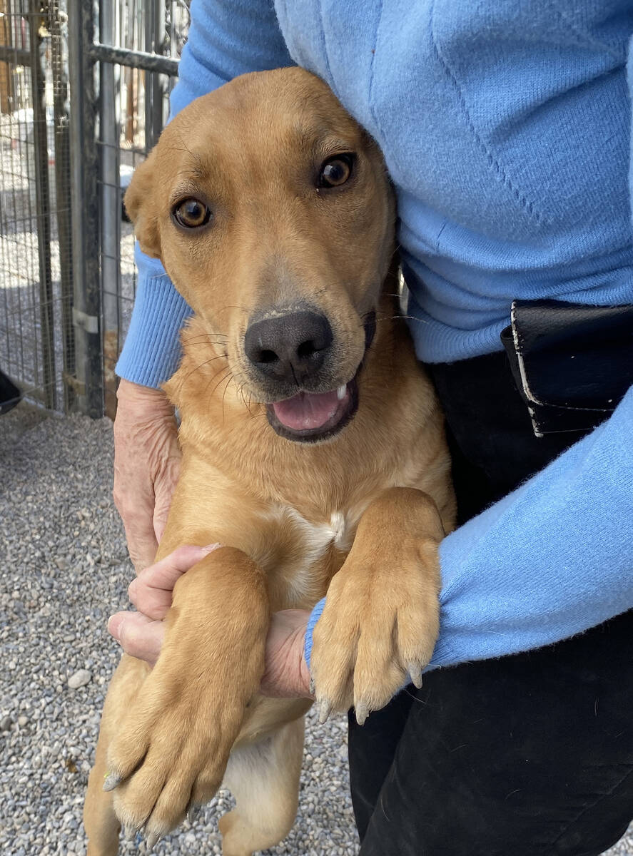 Robin Hebrock/Pahrump Valley Times A beautiful labrador/retriever mix with plenty of puppy ener ...