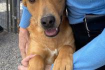 Robin Hebrock/Pahrump Valley Times A beautiful labrador/retriever mix with plenty of puppy ener ...