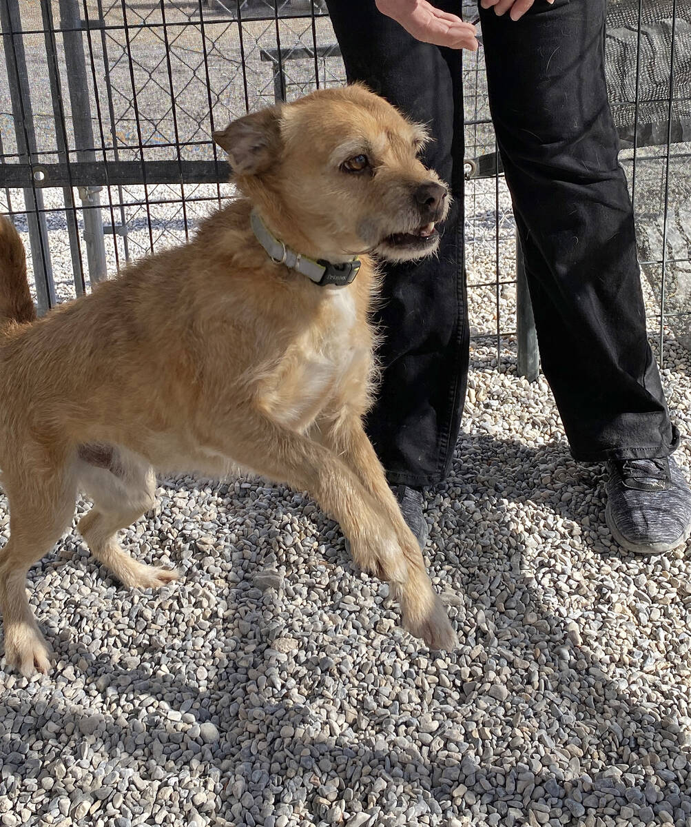 Robin Hebrock/Pahrump Valley Times Mr. Magoo is a spunky 4-year-old terrier mix with lots of lo ...