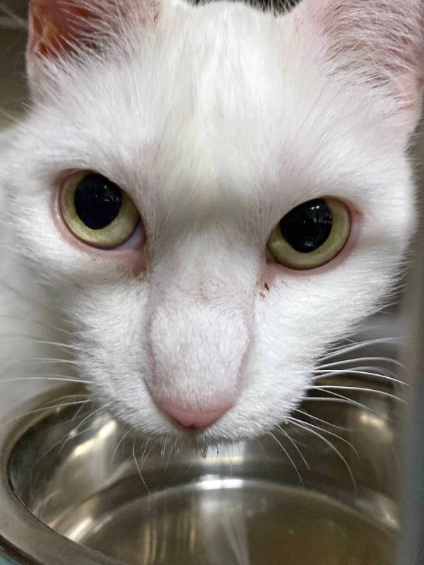 Robin Hebrock/Pahrump Valley Times Lightening, a 6-year-old female cat, pauses during a drink t ...