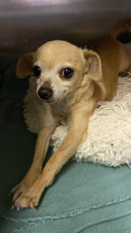 Robin Hebrock/Pahrump Valley Times Kevin, a 5-year-old chihuahua mix, gives a nice stretch as h ...