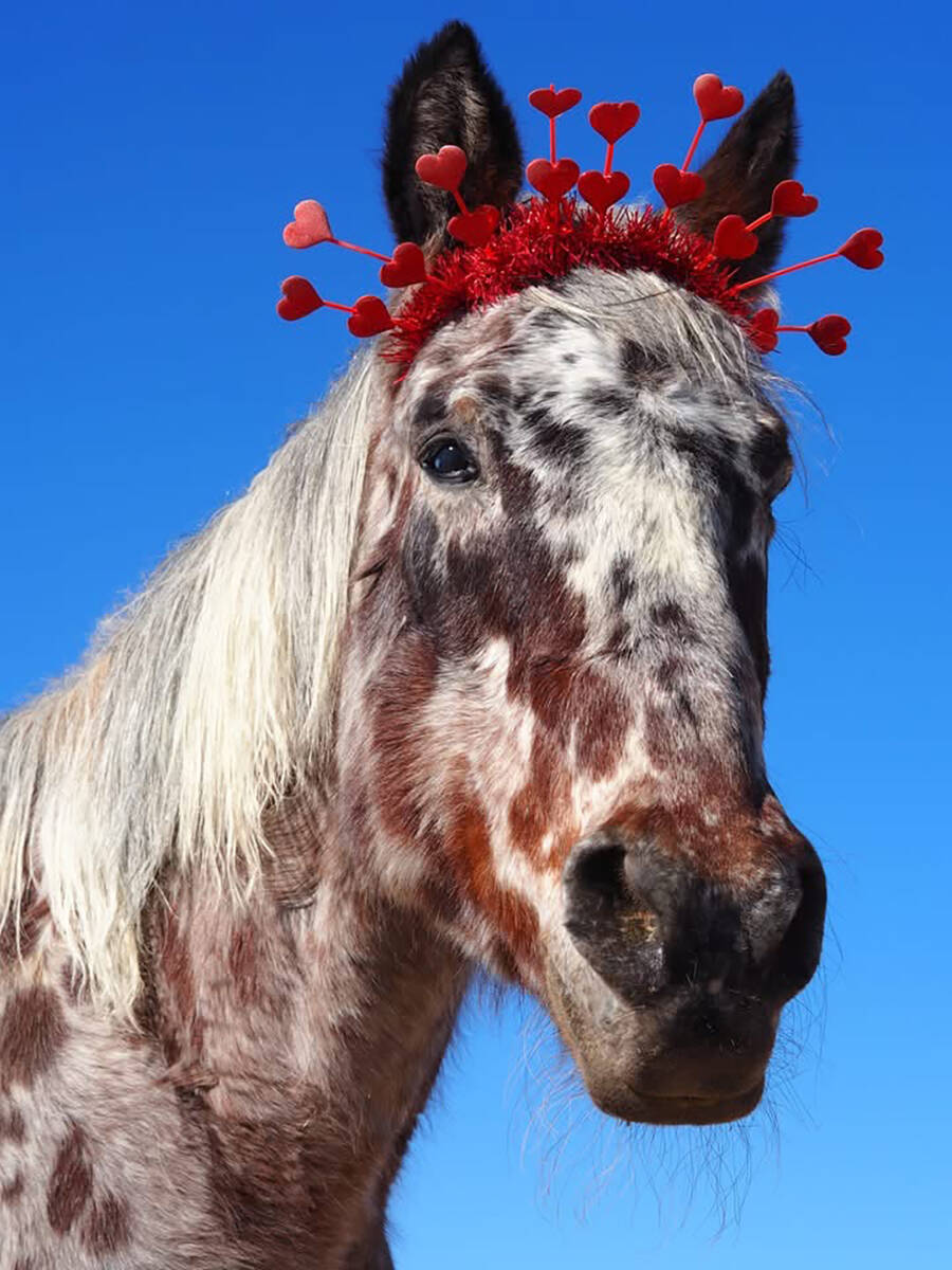 Donkeys of Pahrump Kay is an appaloosa horse who was blinded following a goat attack. She and h ...