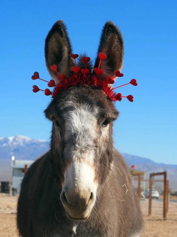 Donkeys of Pahrump Donkey Girl may be a standard breed but she's no standard burro, acting as a ...