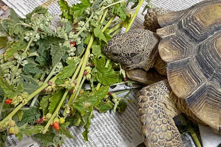 Robin Hebrock/Pahrump Valley Times file Desert tortoises such as Sheldon, who was on display at ...