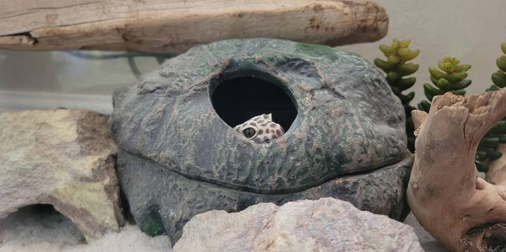 Chelsea Nolen and Jennifer Lynn A shy gecko peeks over the edge of a rocky hiding spot in its e ...