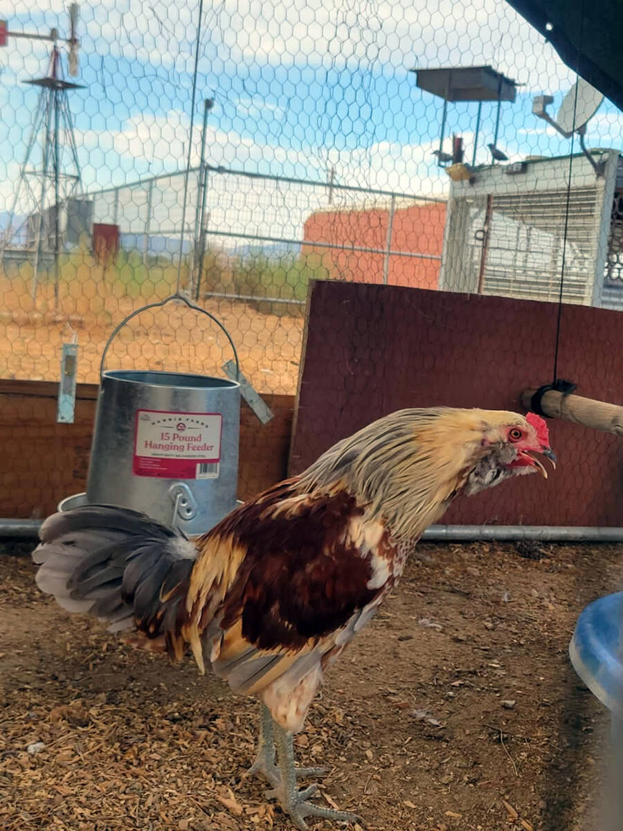 Chelsea Nolen and Jennifer Lynn Alongside the more exotic of its animals, Ryder's Rescue Ranch ...