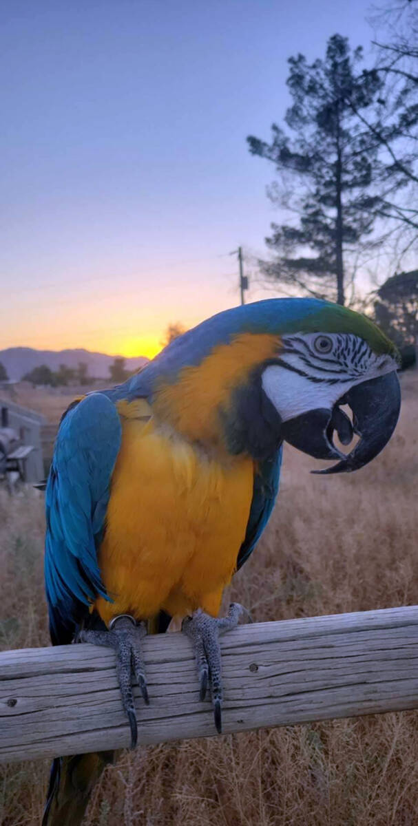 Chelsea Nolen and Jennifer Lynn Exotic creatures such as parrots sporting their brilliant hues ...