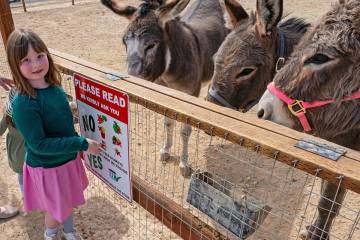 John Clausen/Pahrump Valley Times Donkeys of Pahrump is a nonprofit geared toward rescue and re ...