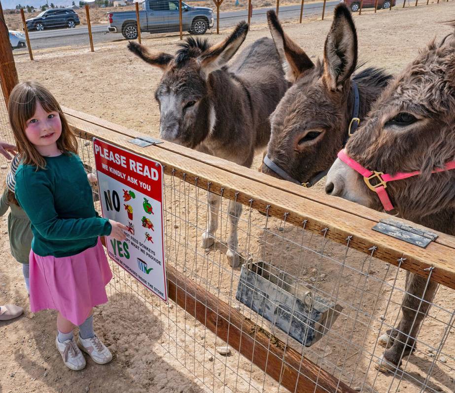 John Clausen/Pahrump Valley Times Donkeys of Pahrump is a nonprofit geared toward rescue and re ...