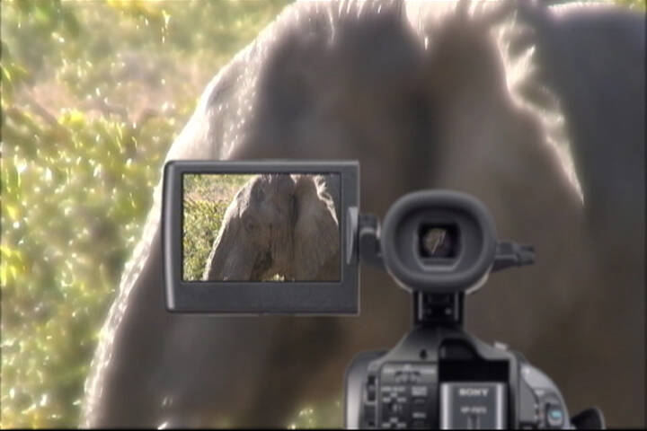 Special to the Pahrump Valley Times On big game hunts, photographers are in dangerous situation ...