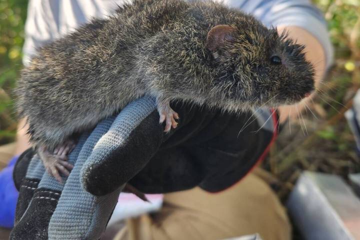 Cameron Mayer/Special to the Pahrump Valley Times The 2025 Vole Fest returns to the Tecopa and ...