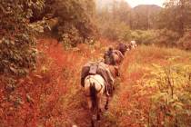 Special to the Pahrump Valley Times A line of pack horses ride into the Alaskan wilderness, hea ...