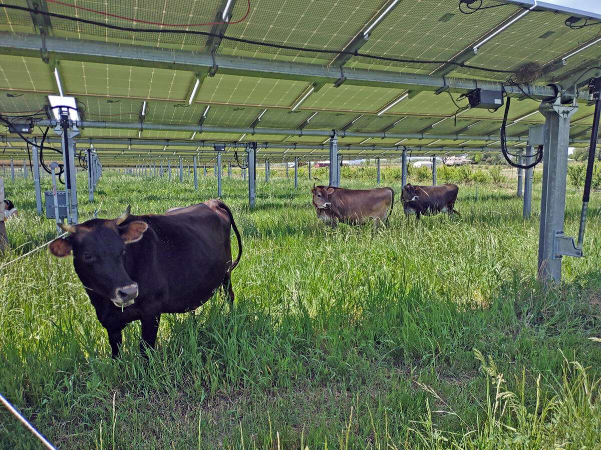 Misha Allen/Special to the Pahrump Valley Times Nevada has long been a location for agriculture ...