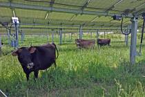 Misha Allen/Special to the Pahrump Valley Times Nevada has long been a location for agriculture ...