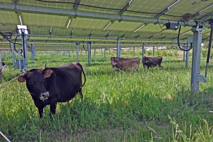 Misha Allen/Special to the Pahrump Valley Times Nevada has long been a location for agriculture ...