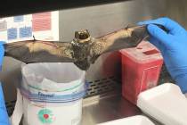 Nevada Department of Agriculture Any bat, dead or alive, that may have been in contact with peo ...