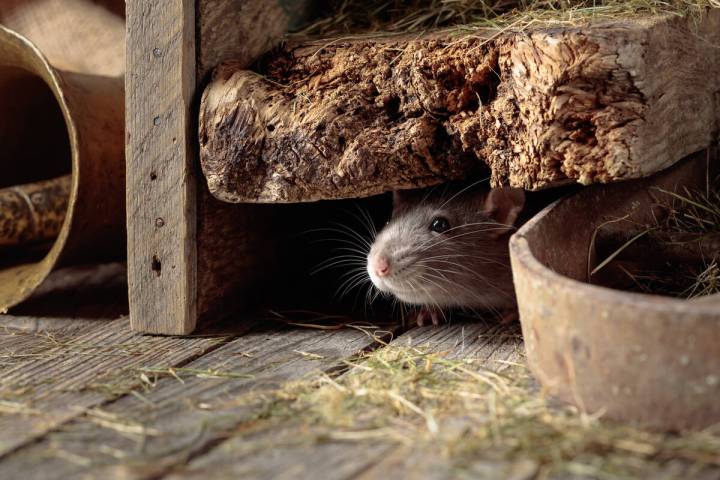 Hantavirus Pulmonary Syndrome (HPS) is a respiratory infection caused by exposure or breathing ...