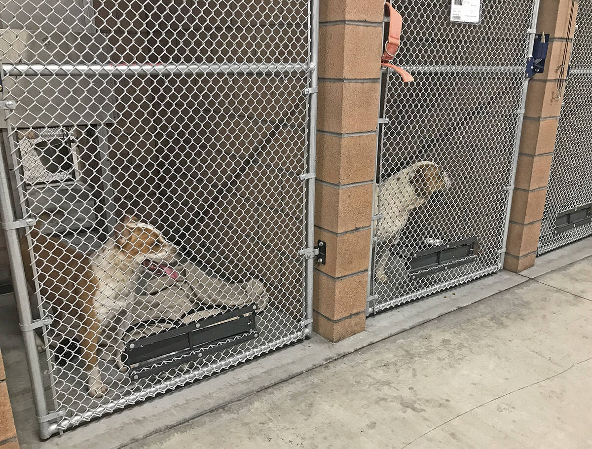The Nye County Animal Shelter is equipped with dozens of indoor dogs kennels but there is littl ...