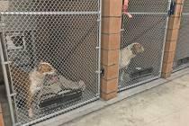 The Nye County Animal Shelter is equipped with dozens of indoor dogs kennels but there is littl ...