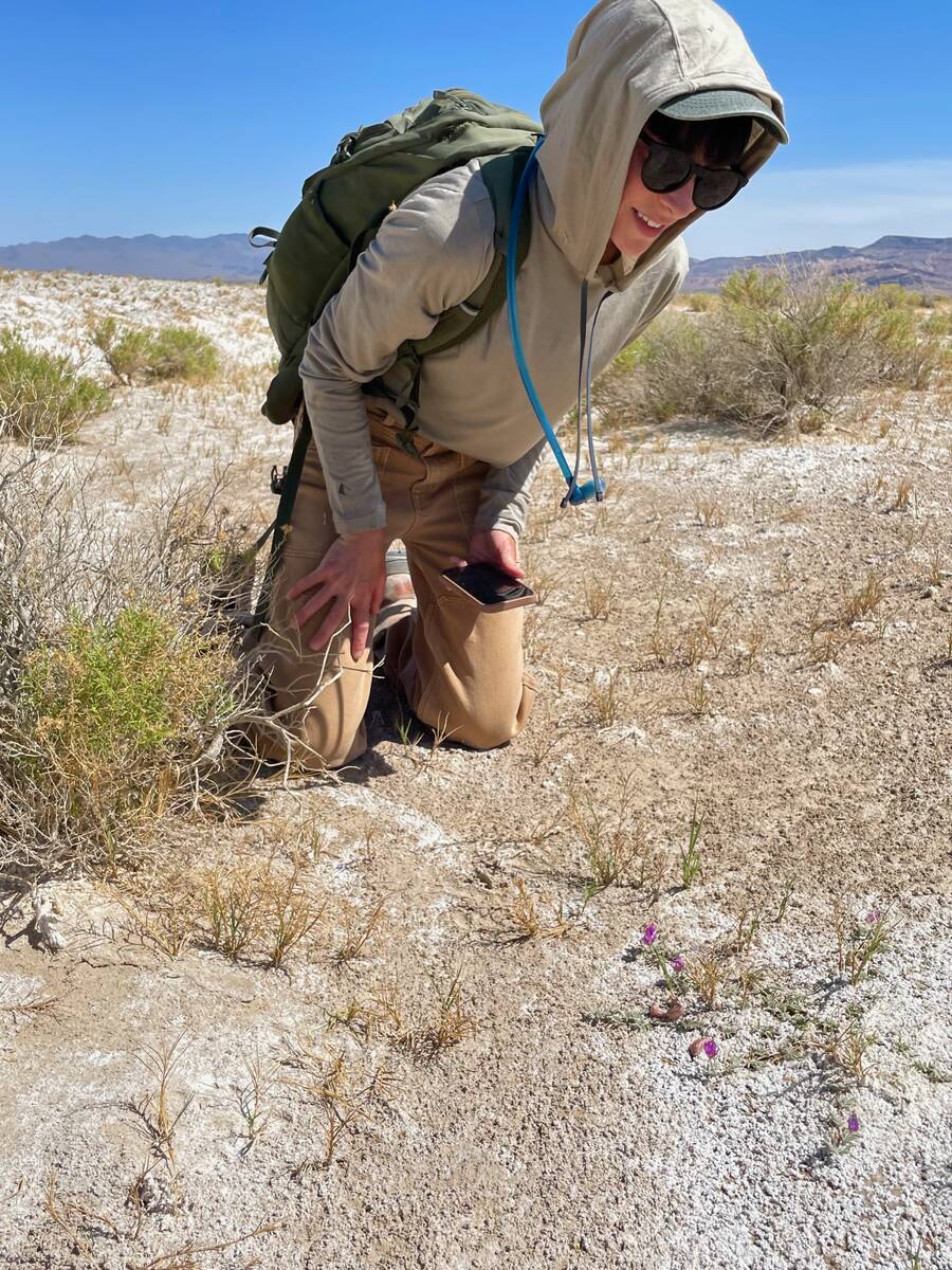 Chloe Novak observes a sodaville milkvetch plant at Sarcobatus Flat in rural Nye County. (Chloe ...