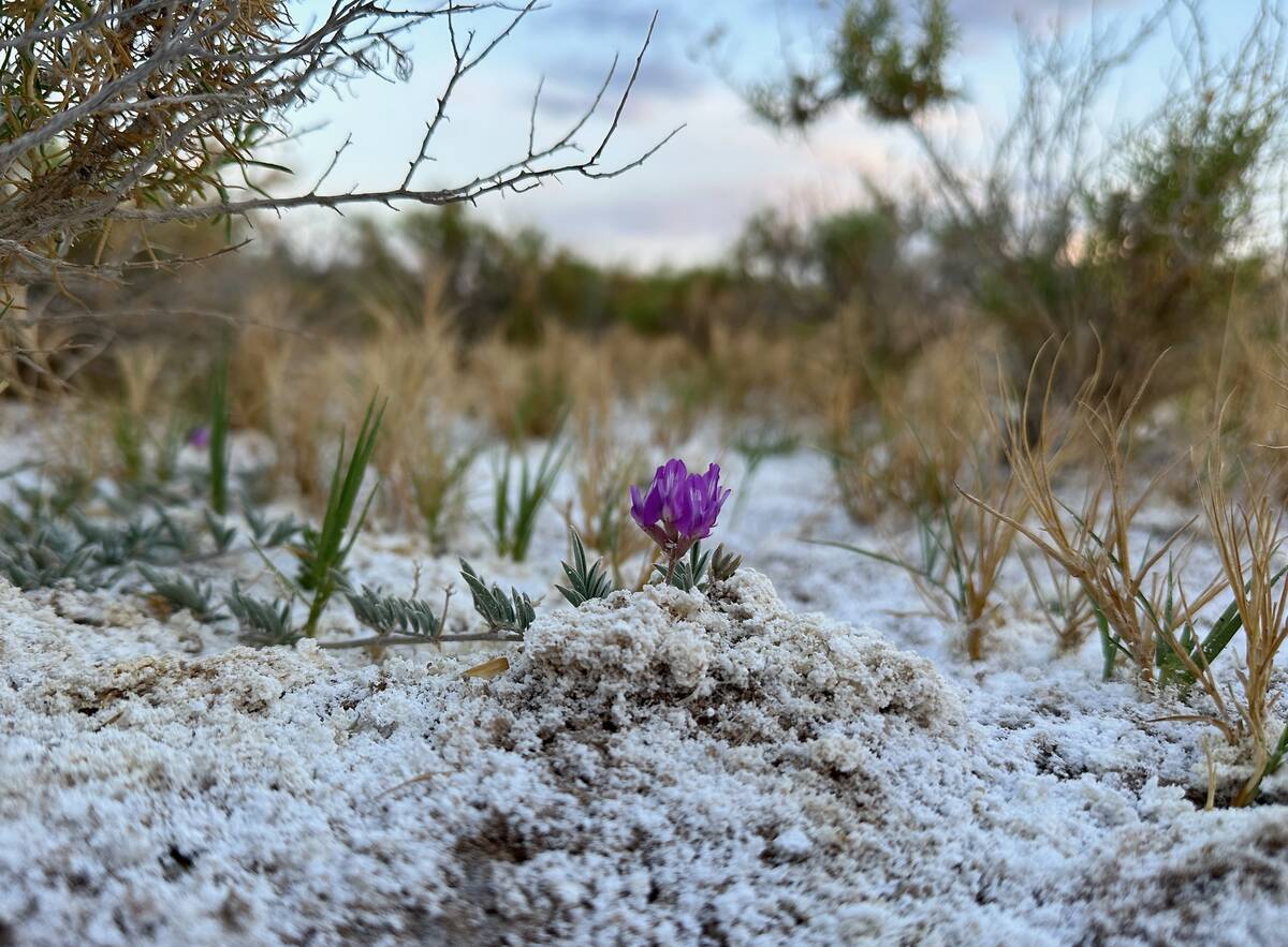 A sodaville milkvetch plant flowers at Sarcobatus Flat in rural Nye County. (Chloe Novak)